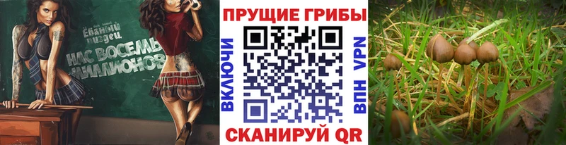 Галлюциногенные грибы мухоморы  ОМГ ОМГ ссылка  Алзамай 